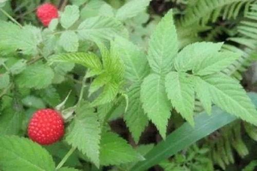 水莓100国产免费,国产手机新势力崛起